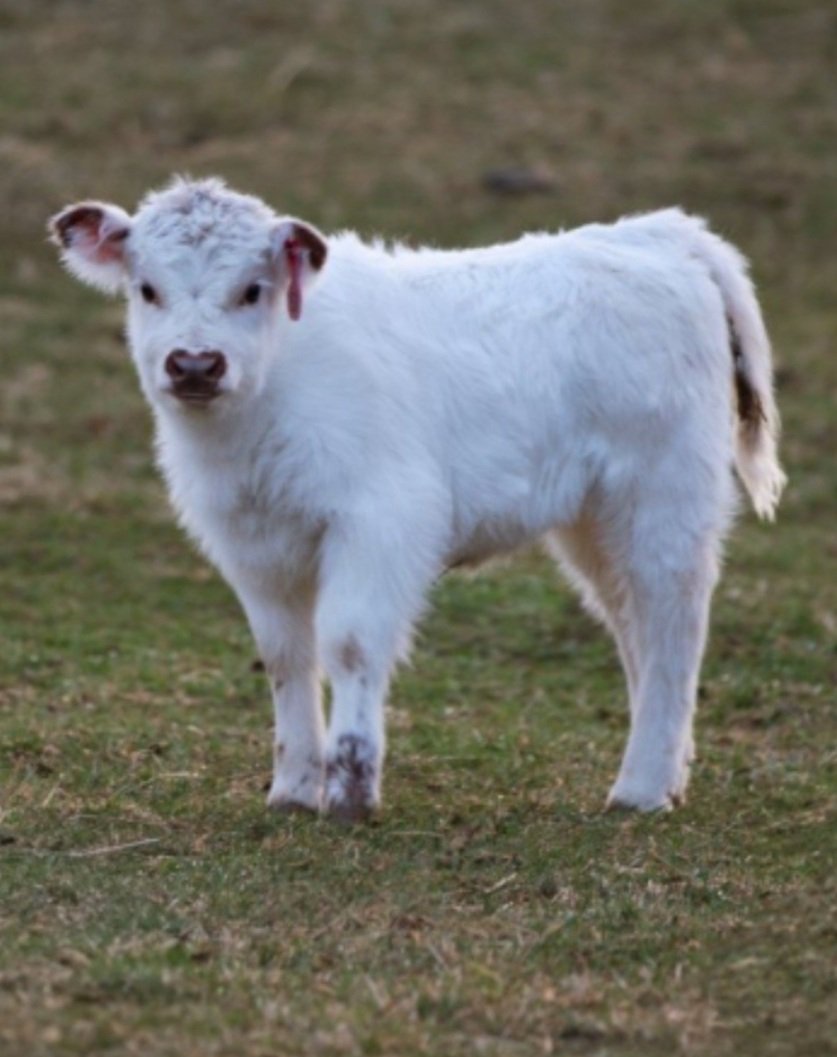 Blue Raven Miniature Cattle Ranch Baby Fiona Calve