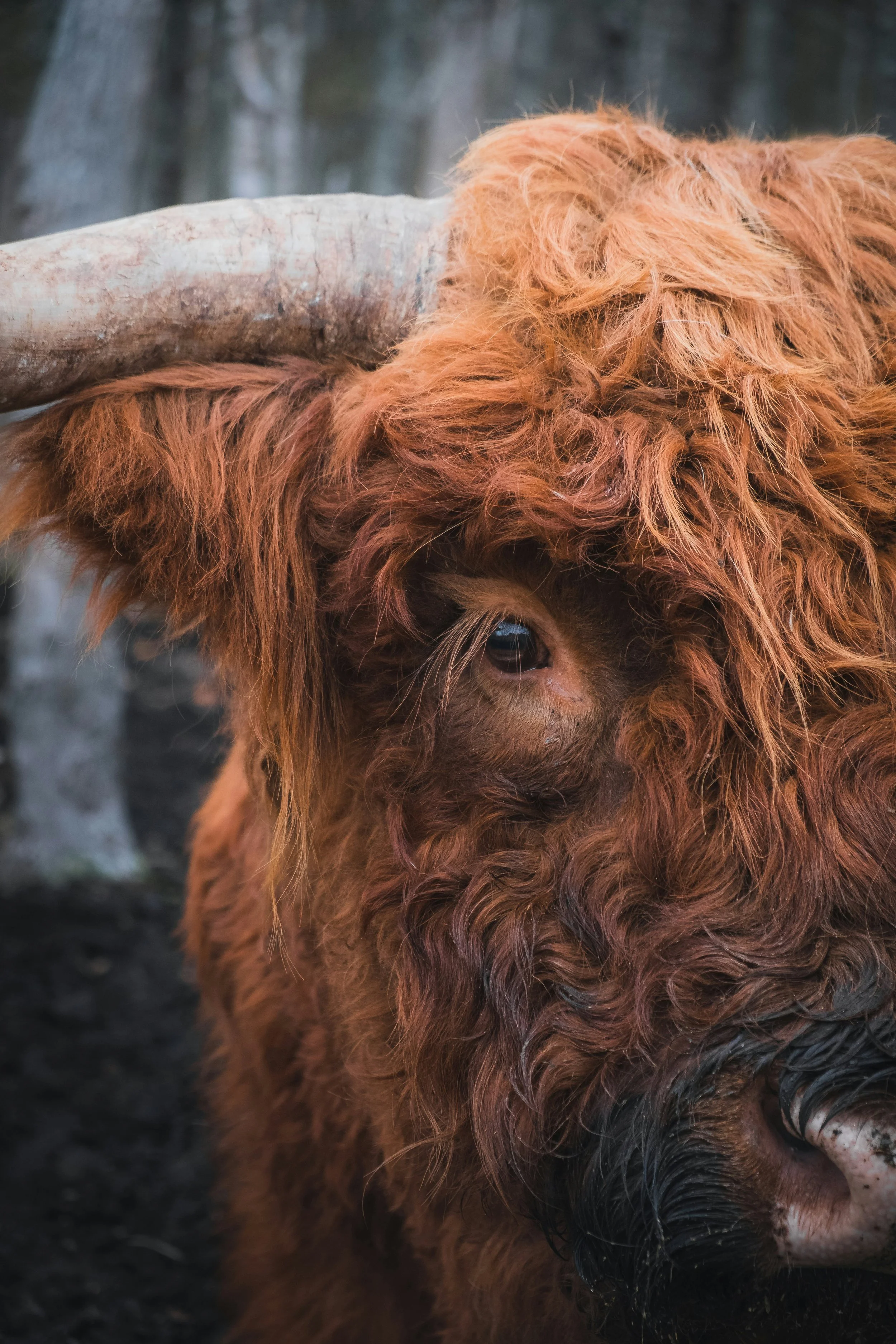 Highland Red Horned Cattle