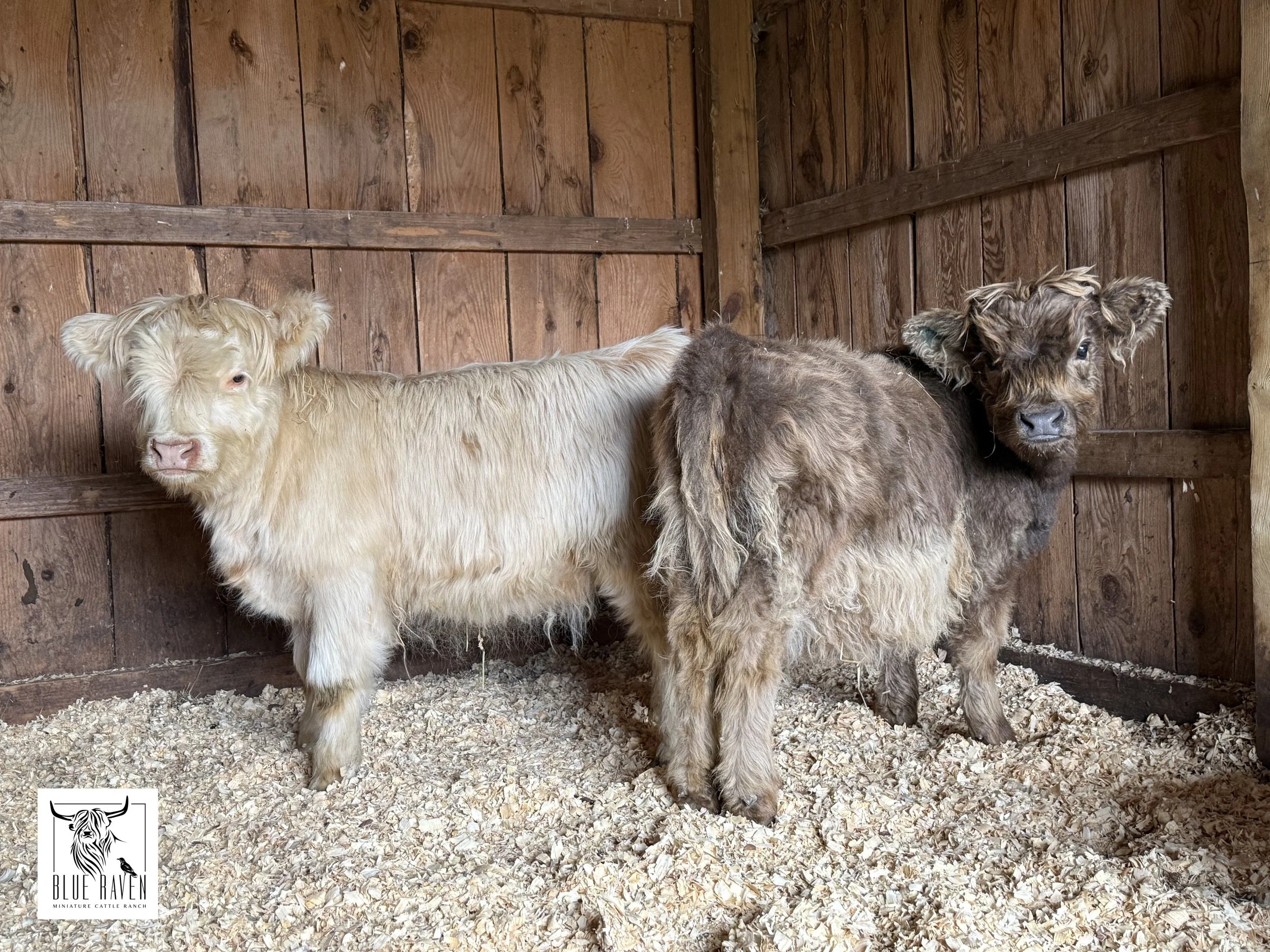 Blue Raven Miniature Cattle Ranch Highlands Lucy Lu and Willow