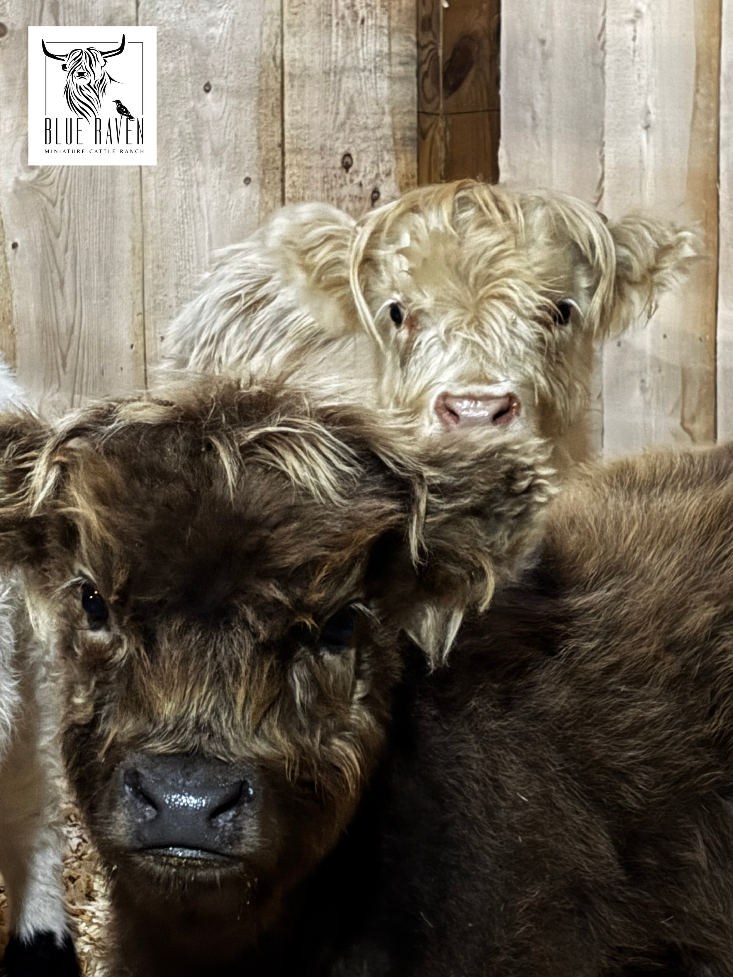 Blue Raven Miniature Cattle Ranch Lucy Willow