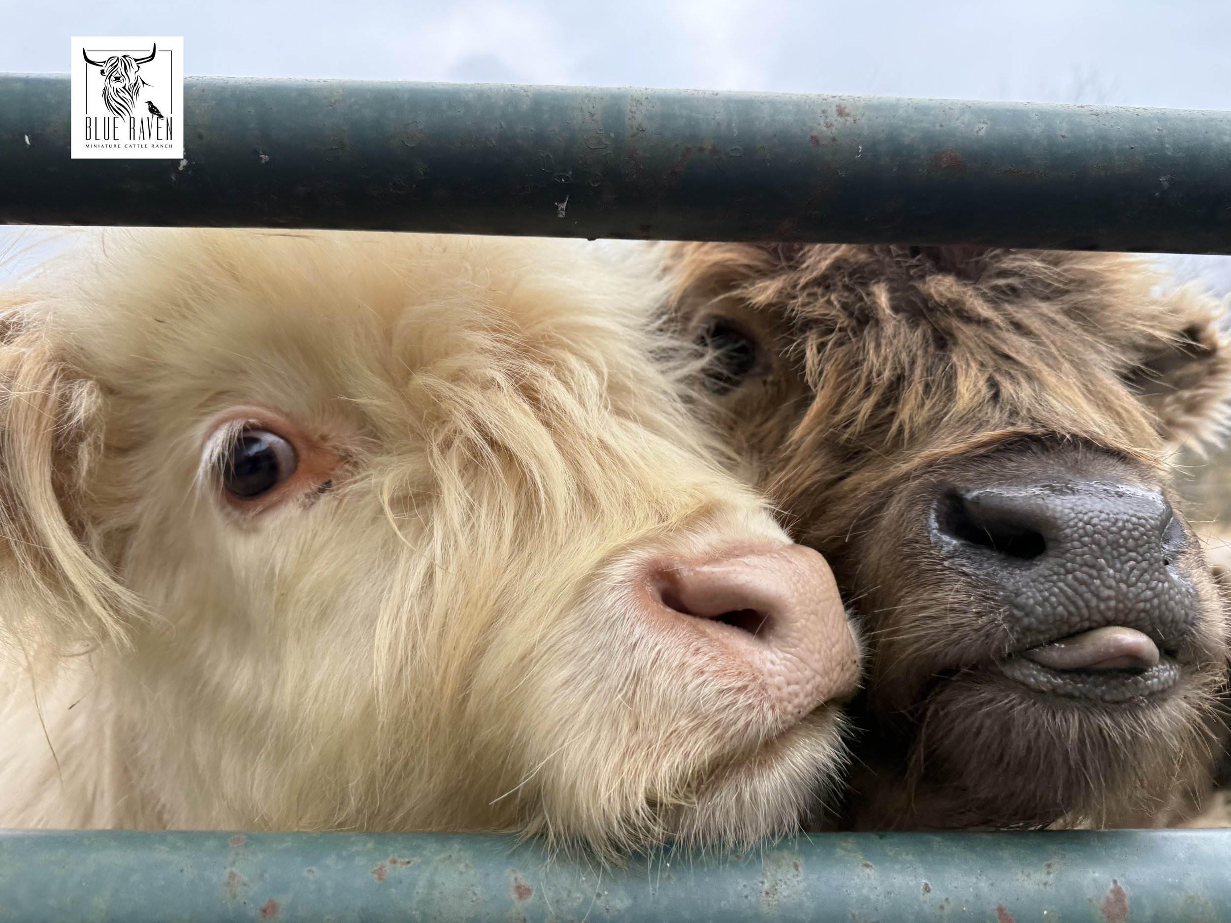 Blue Raven Miniature Cattle Ranch Tongue Out Lucy Willow
