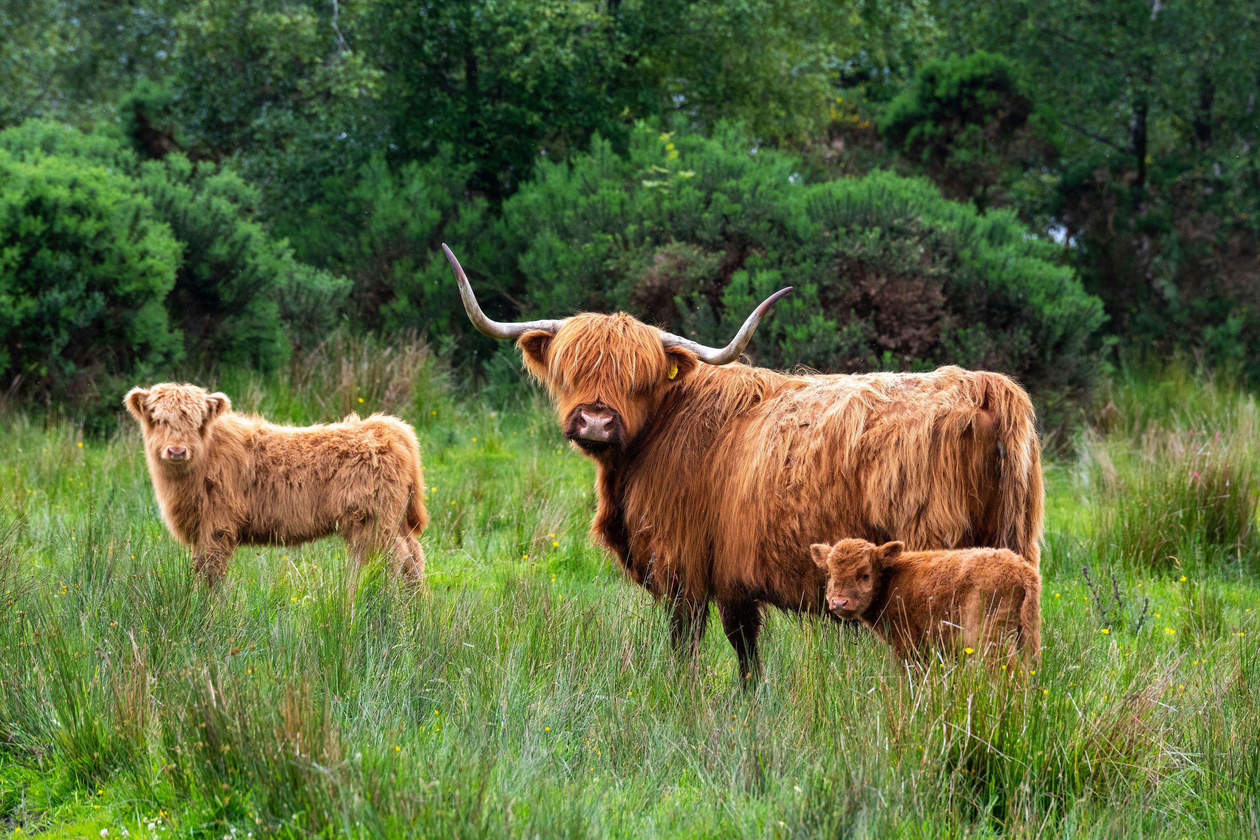 Blue Raven Cattle Reds
