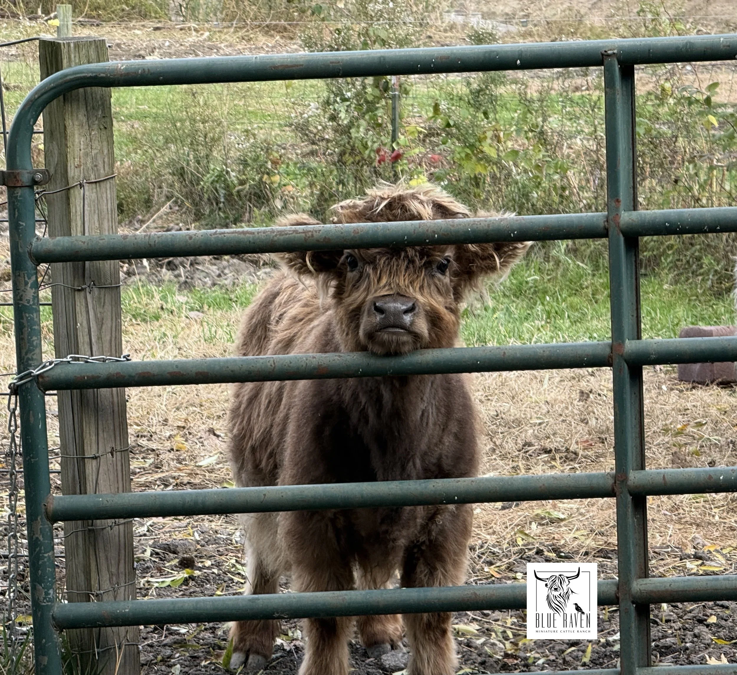 Blue Raven Miniature Cattle Ranch Willow Gate Highland