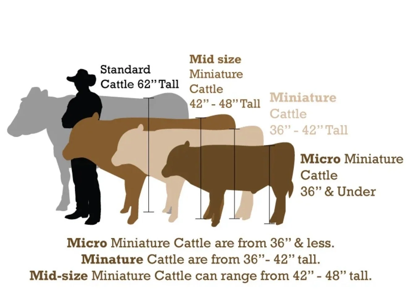 Highland Cow Size Chart