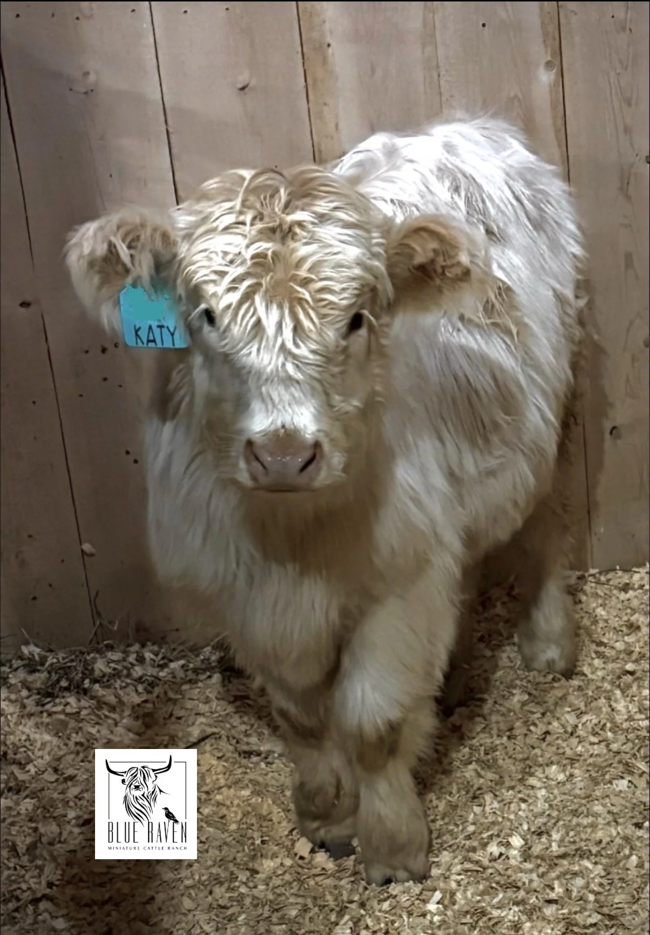 Blue Raven Miniature Cattle Ranch Katy Barn