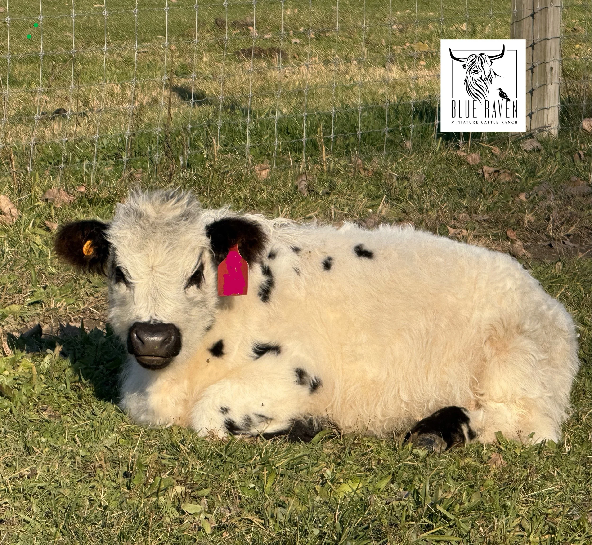 Blue Raven Miniature Cattle Ranch Patience