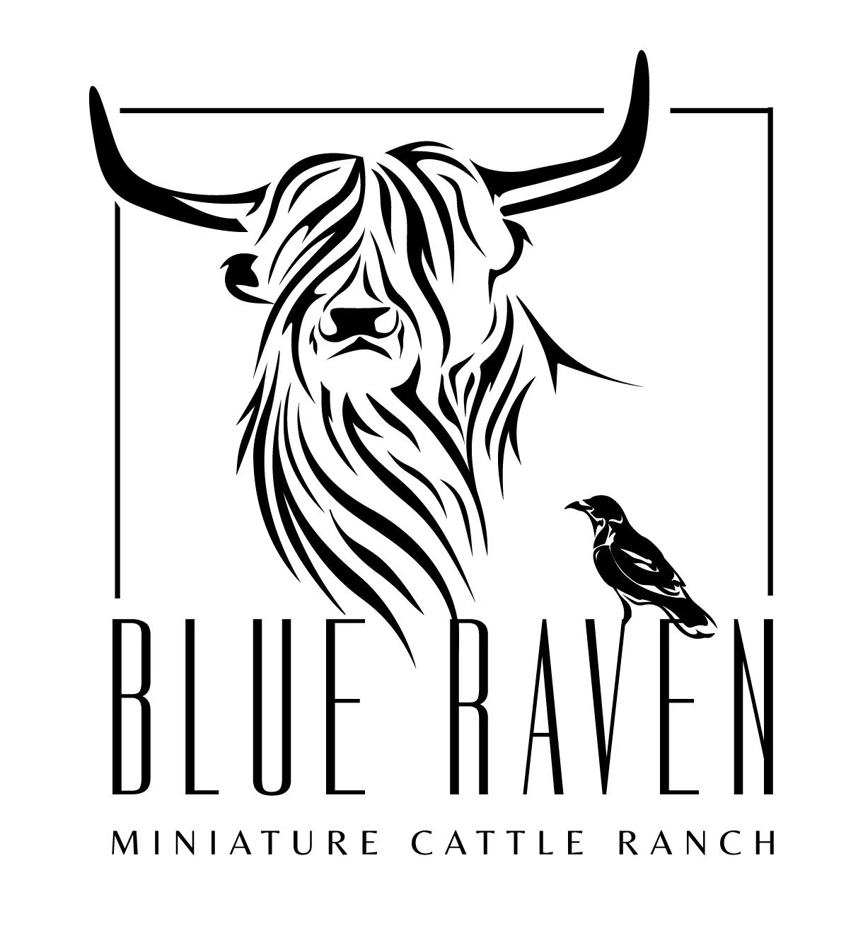 Logo for Blue Raven Miniature Cattle Ranch featuring a stylized highland cow with long horns and a long-haired face, along with a small raven perched on a branch, with the text 'Blue Raven' and 'Miniature Cattle Ranch' below.