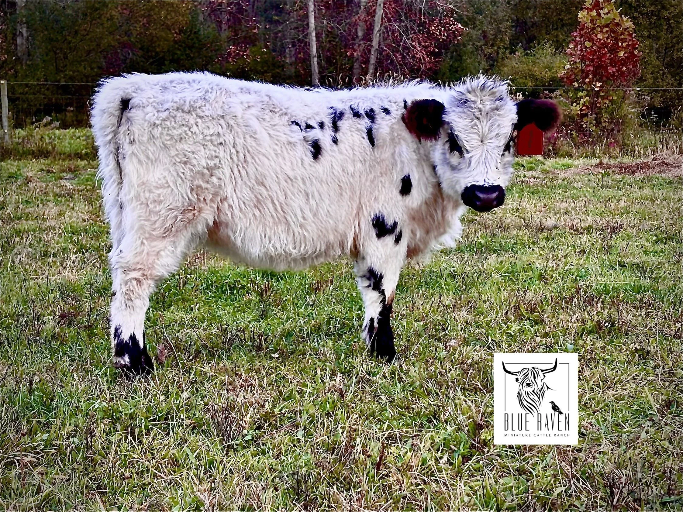 Blue Raven Miniature Cattle Ranch Patience Highland Cow