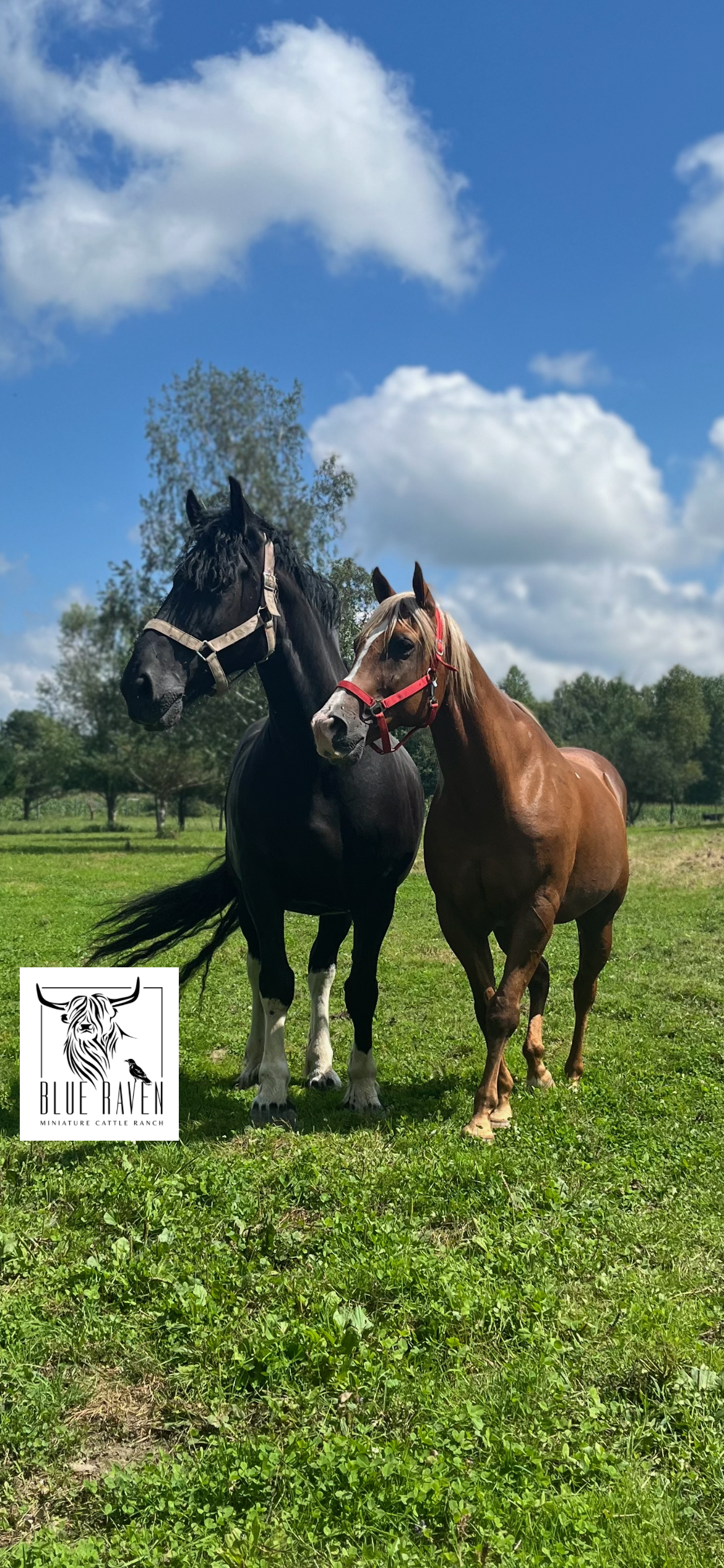 Blue Raven Miniature Cattle Horses