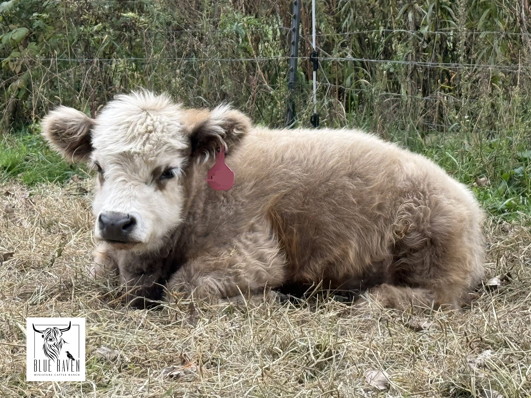 Blue Raven Miniature Cattle Ranch Tiki