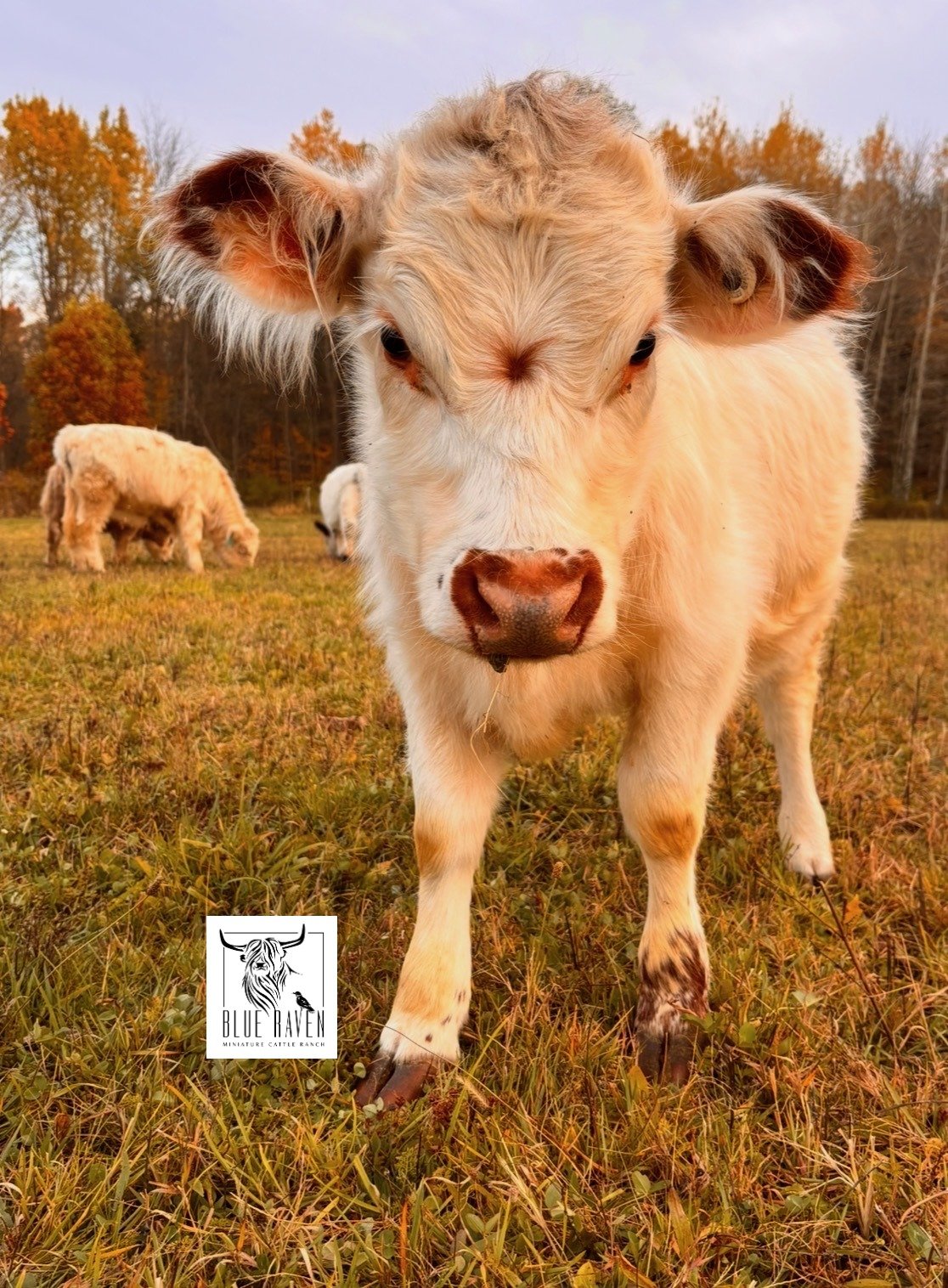 Blue Raven Miniature Cattle Ranch Fiona