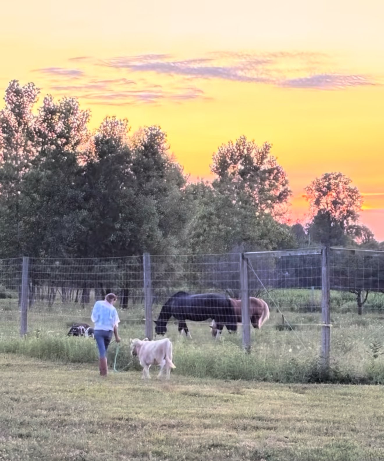 A woman walking with her miniature highland cow outside a fenced pasture with horses grazing in a side pasture, during a colorful sunset with trees and partly cloudy sky in the background.