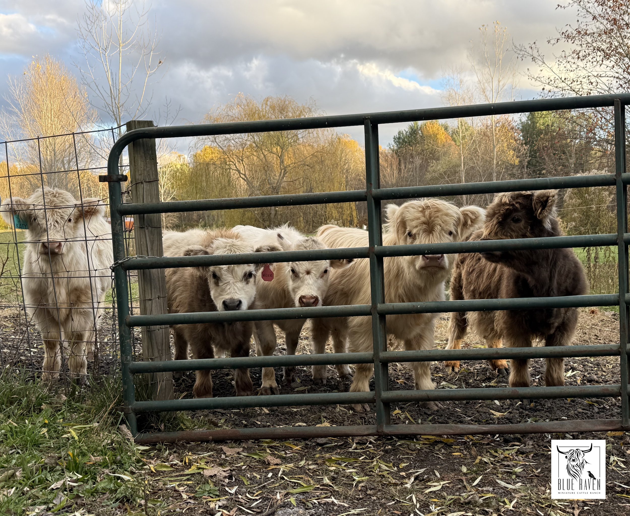 Blue Raven Miniature Cattle Ranch Highland Cows
