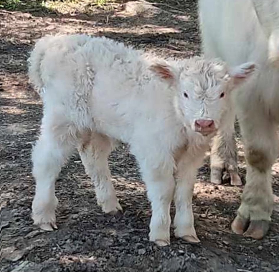 Blue Raven Miniature Cattle Ranch Baby Katy Calve