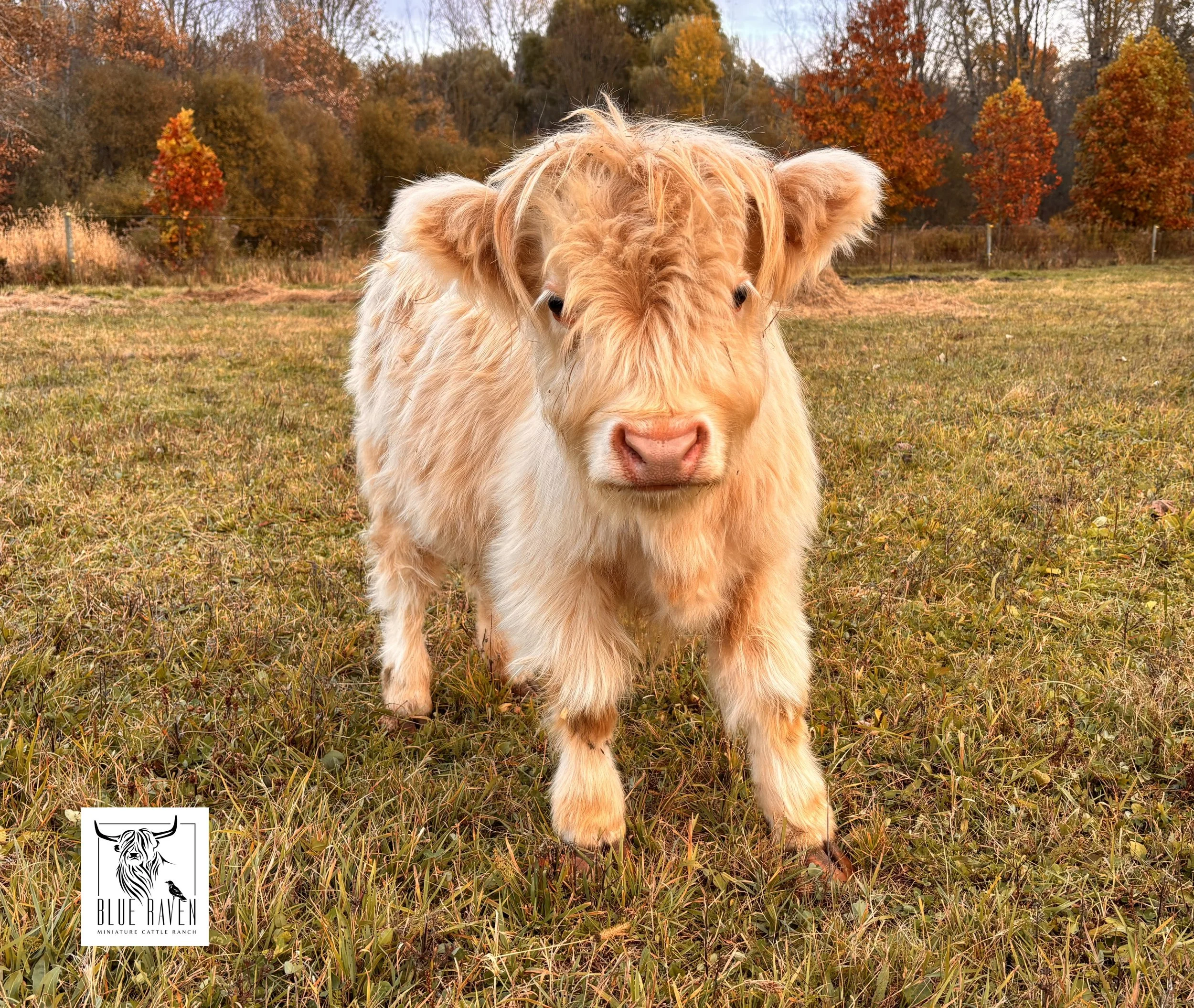 Blue Raven Miniature Cattle Ranch Lucy Highland Cow