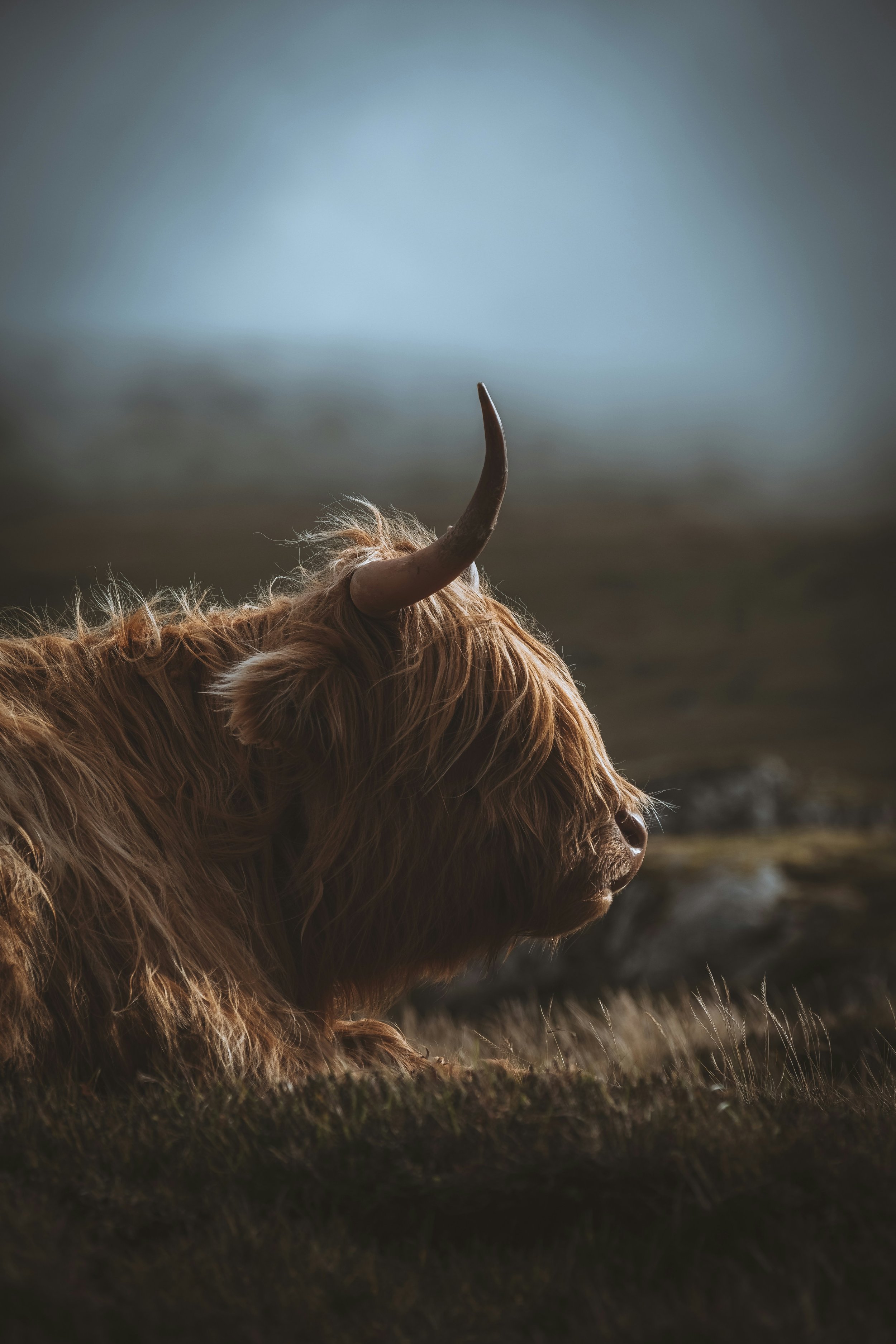 Highland Cow Red