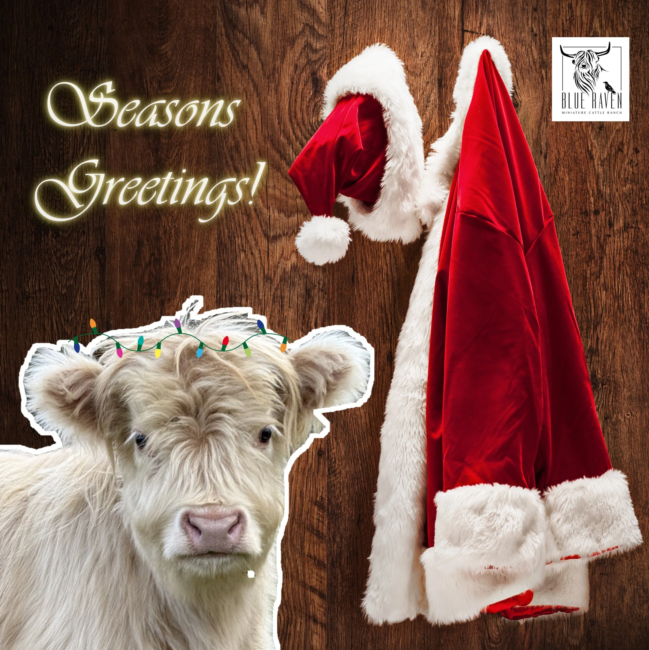 Blue Raven Holiday 2025