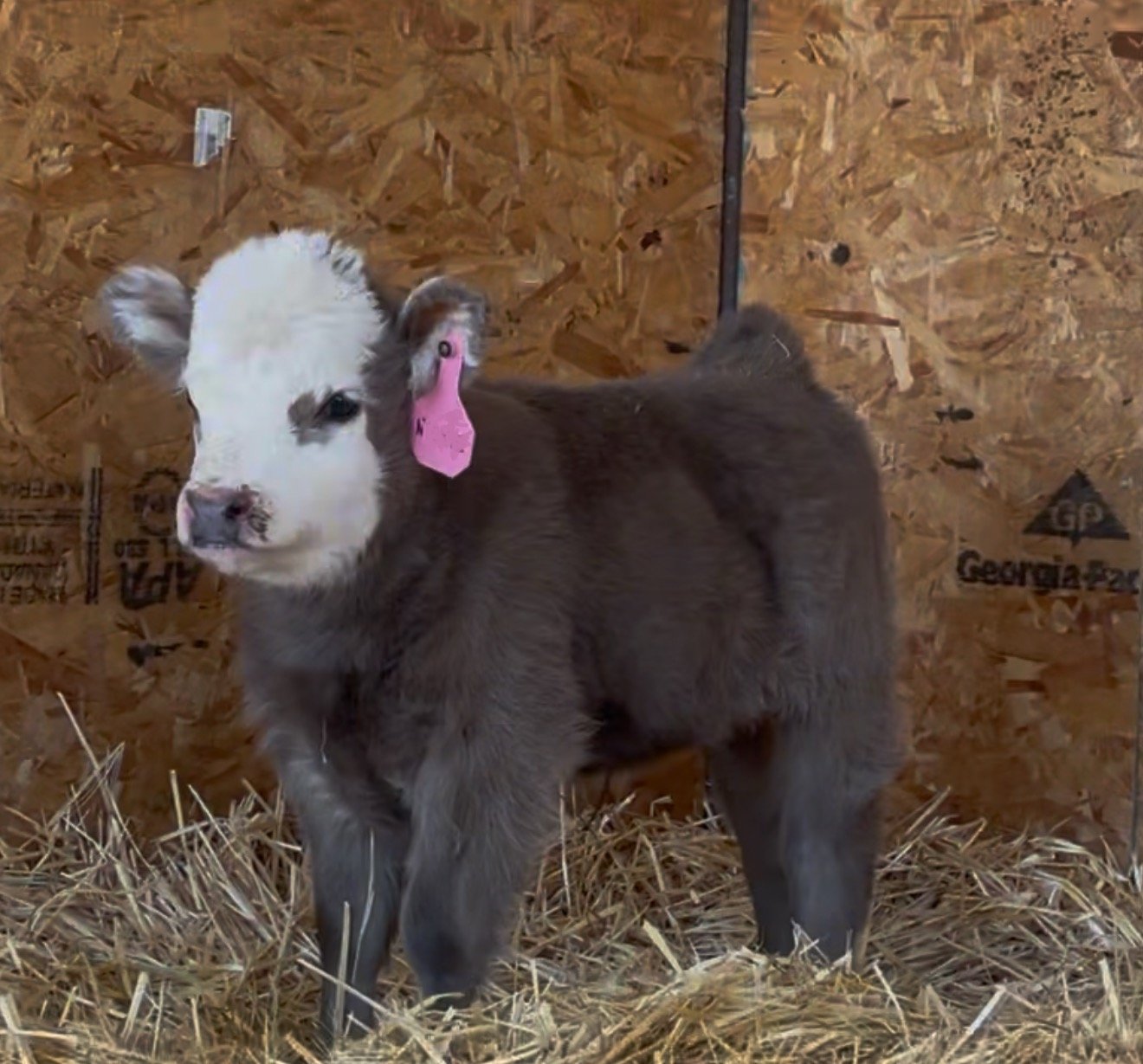 Blue Raven Miniature Cattle Ranch Baby Tiki Calve