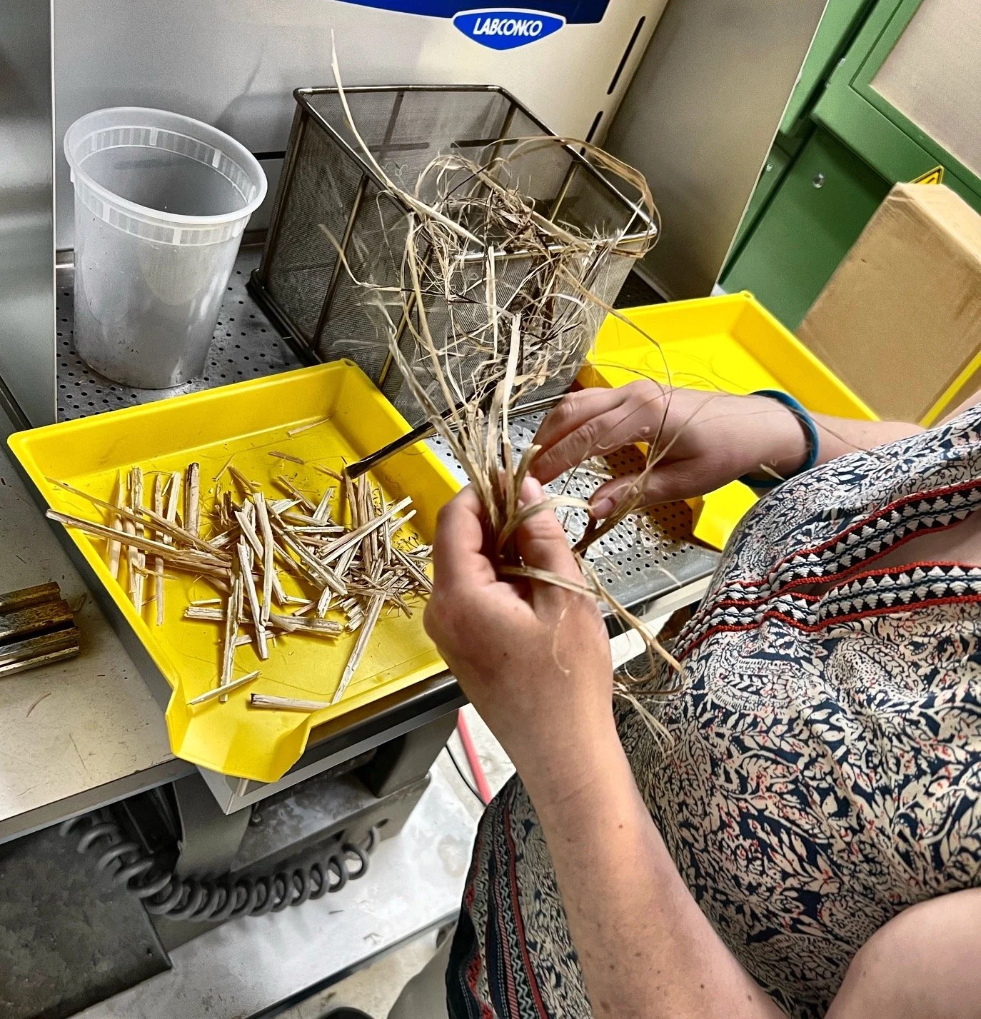 Hand-sorting hemp fiber in a research trial