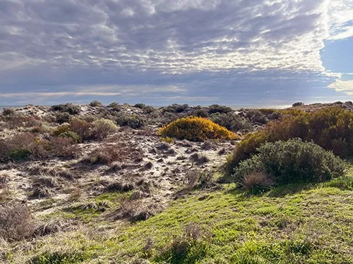 A coastal landscape with sandy terrain, various bushes, and green grass in the foreground, under a partly cloudy sky with sunlight breaking through.