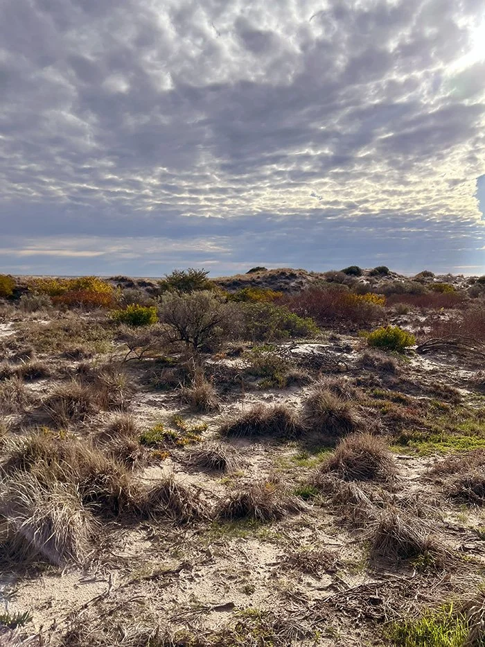 A desert landscape with sparse bushes and grass under a cloudy sky.
