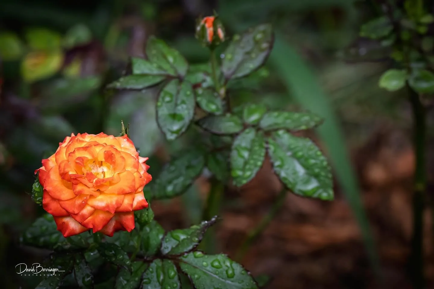 #charisma #rose #photography #sparkyscreativeimages #easttexas #flowers