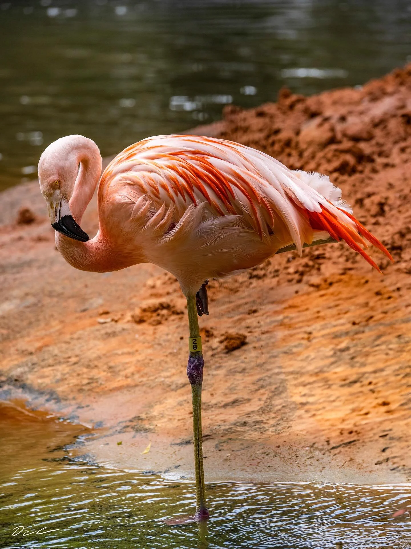 #bird #chileanflamingo #flamingo #pinkflamingo #zoo #easttexas