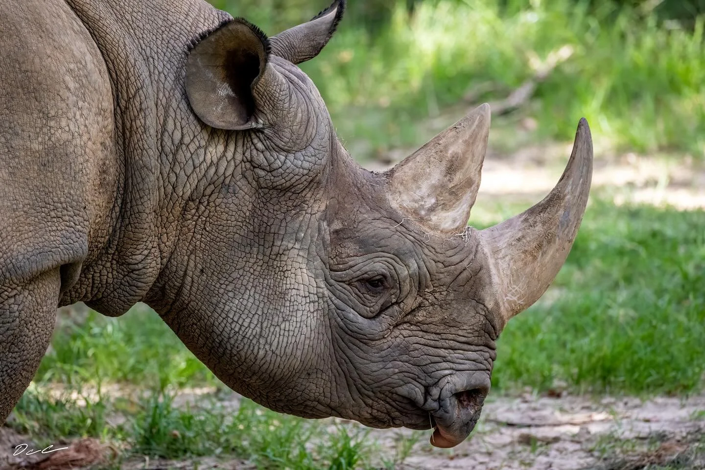 #rhino #zoo #easttexas #rhinoc&eacute;ros