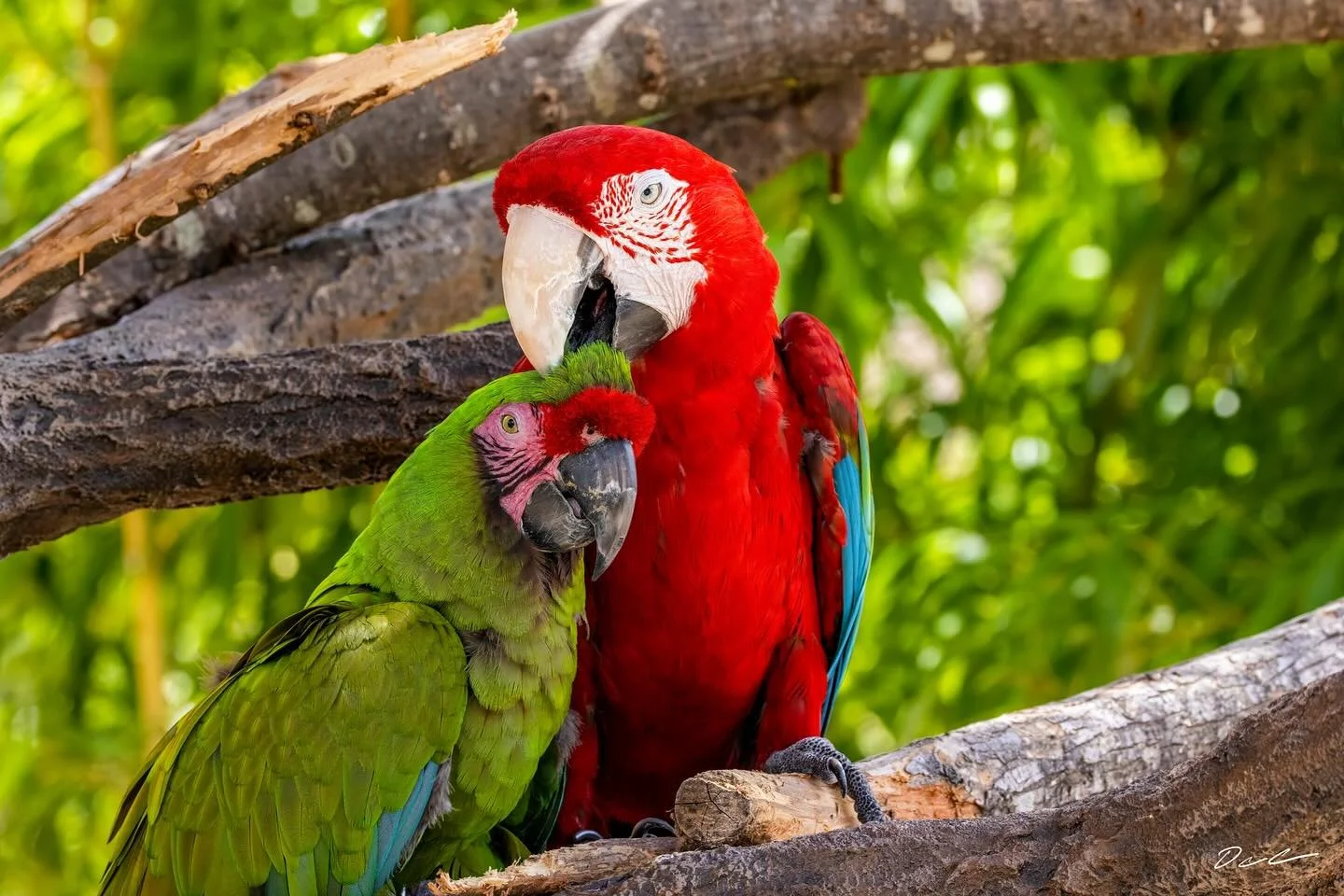 #macaw #bird #zoo #easttexas