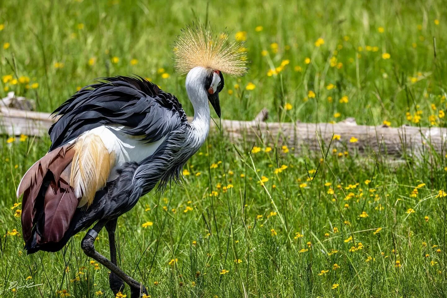#greycrownedcrane #bird #crane #zoo #easttexas