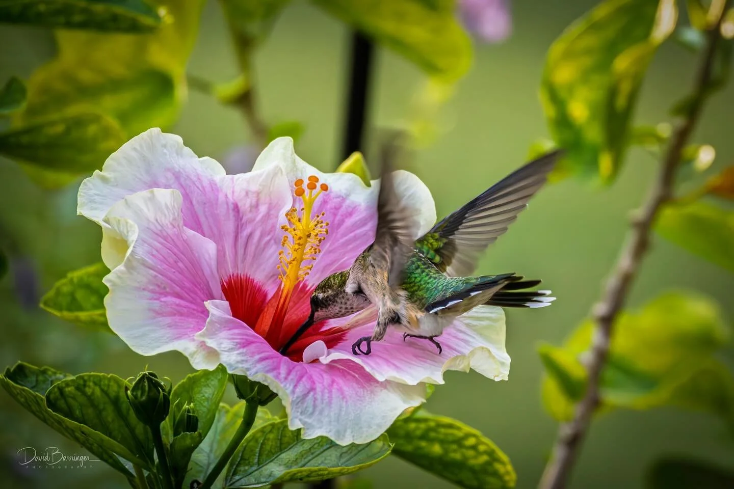 Hummingbird recharging. 

#hummingbirds #sparkyscreativeimages #davidbarringerphotography #flowers #birds
