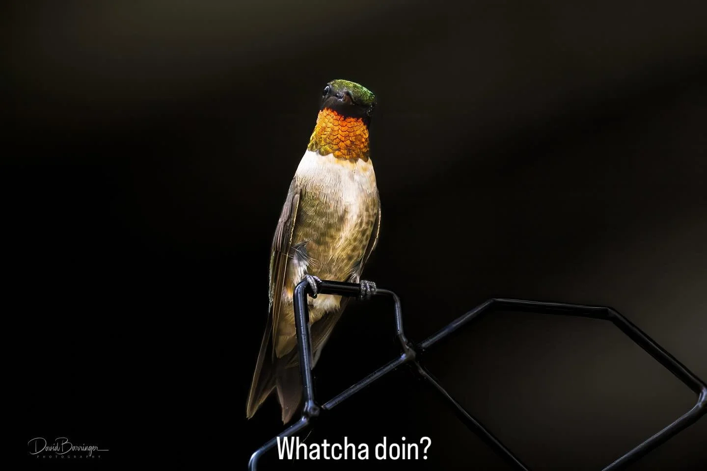 Checking me out&hellip;
#hummingbirds #davidbarringerphotography #sparkyscreativeimages #curios