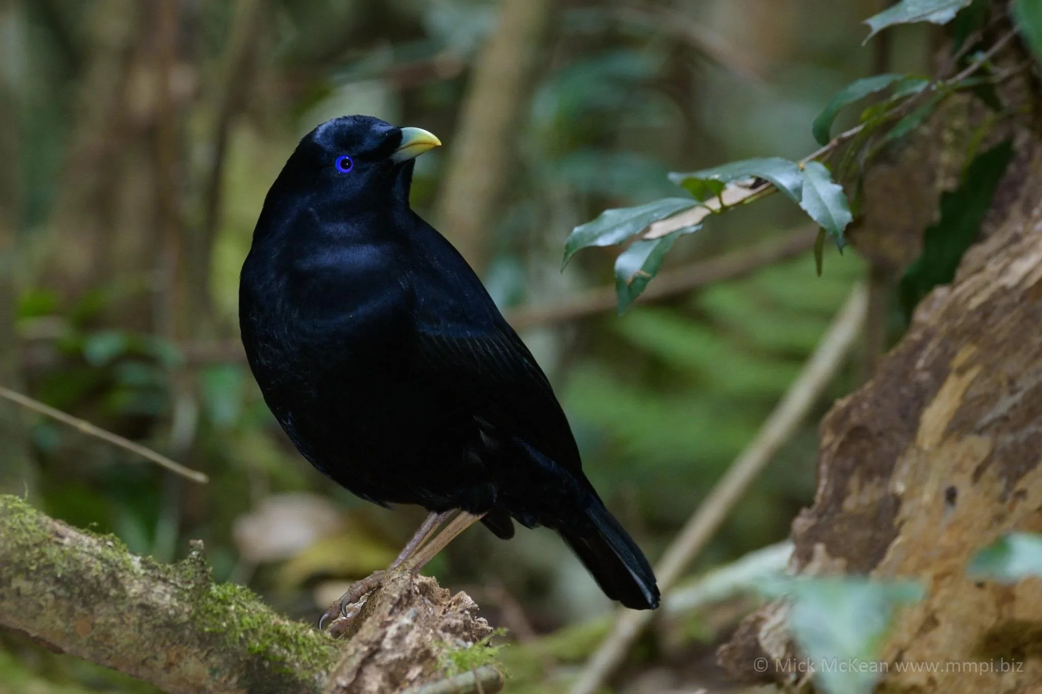CAUGHT! - SATIN BOWER BIRD