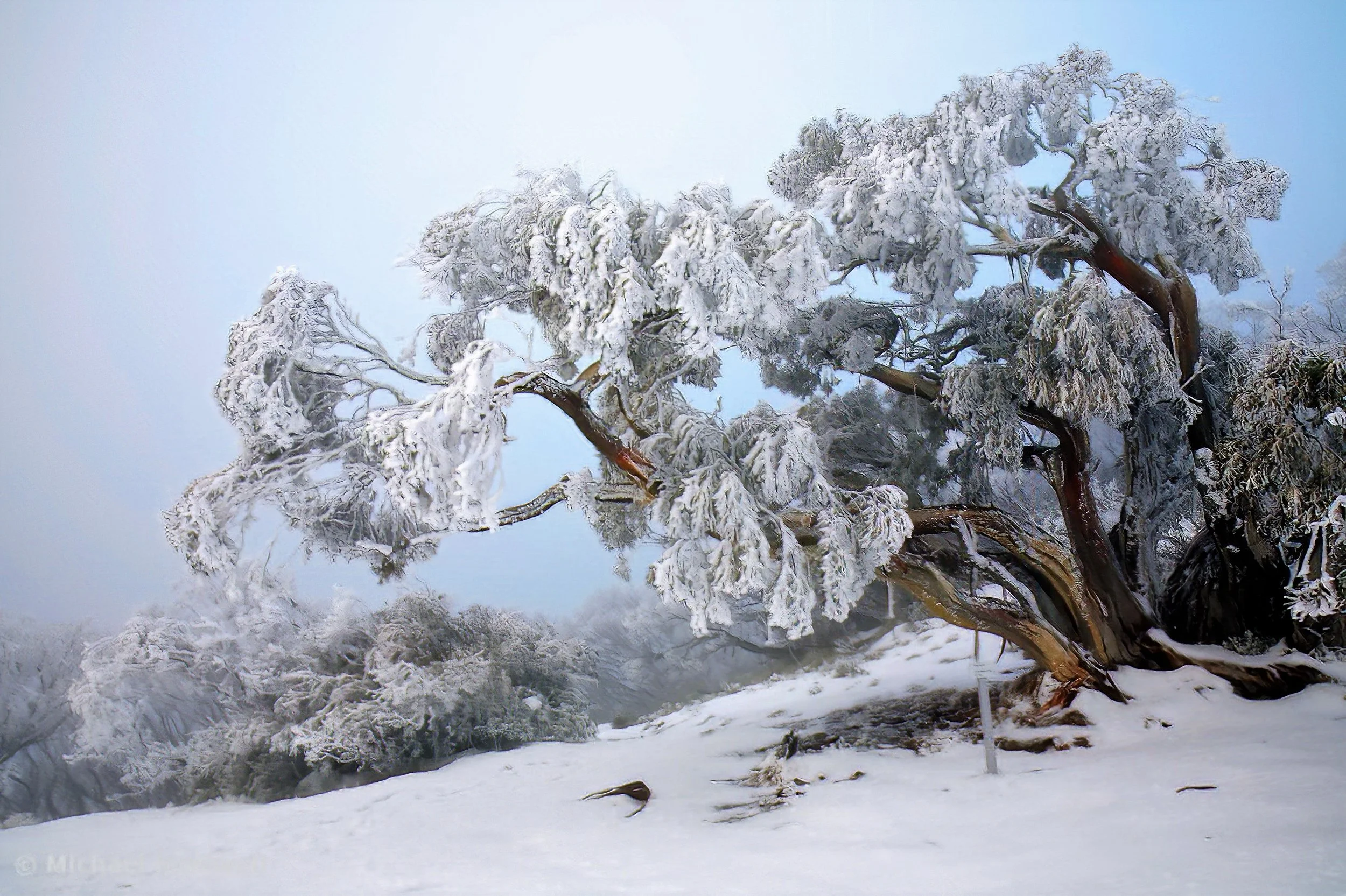 FROZEN GRACE