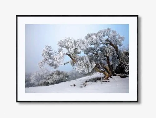 FROZEN GRACE