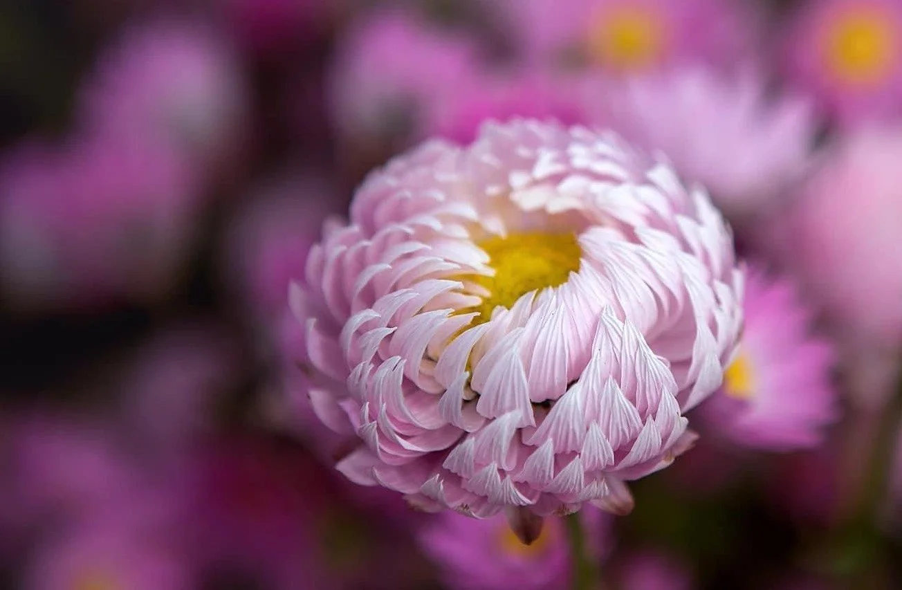 EVERLASTING UP CLOSE