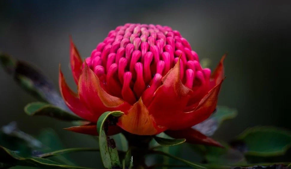 WARATAH