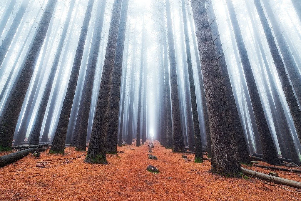 FOGGY SUGAR PINE