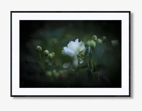 WHITE BLOOMS