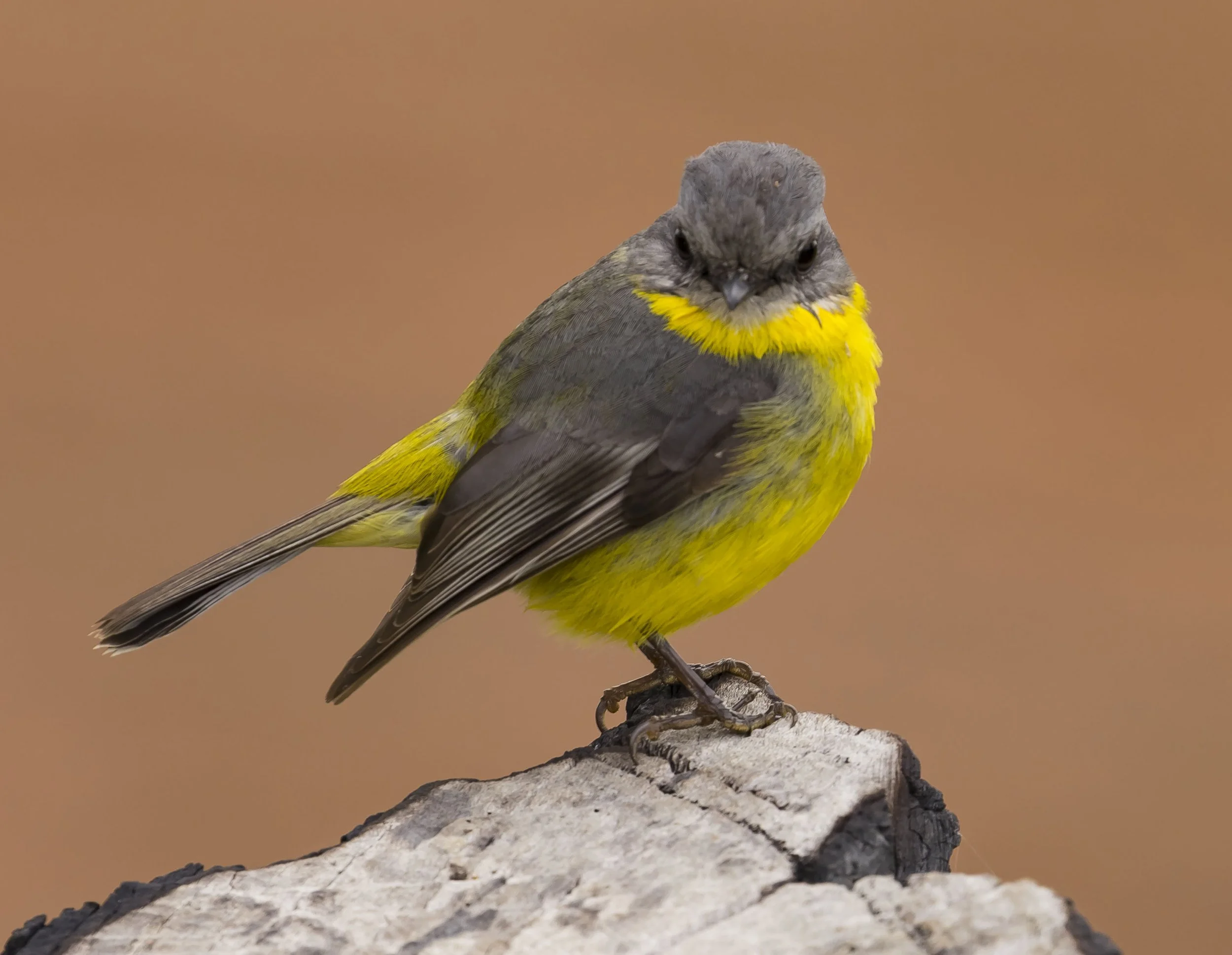 JUST A LITTLE RAY OF YELLOW