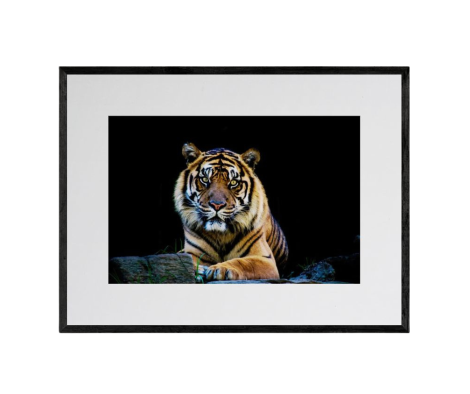 Sumatran Tiger