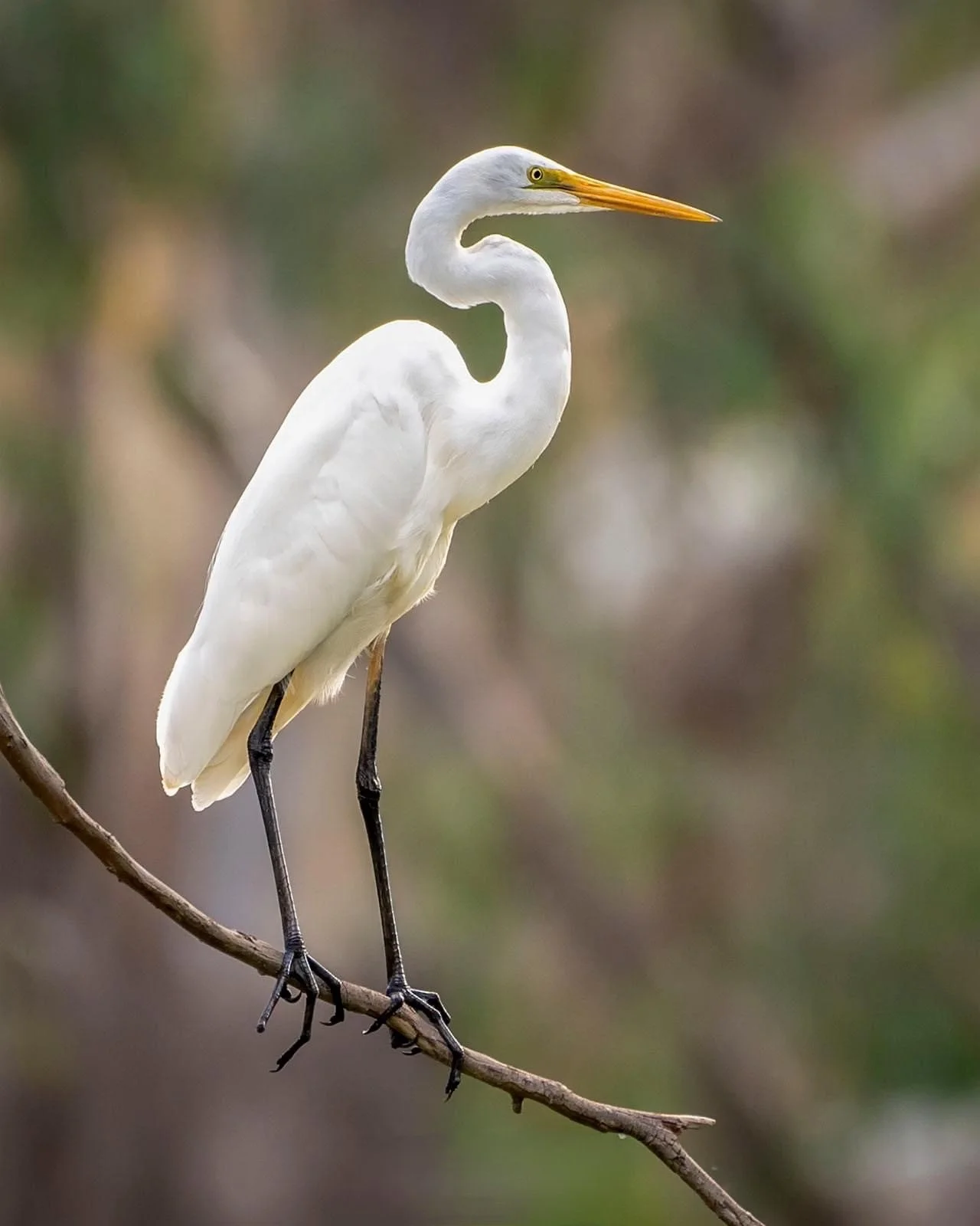 BALANCE AND STILLNESS