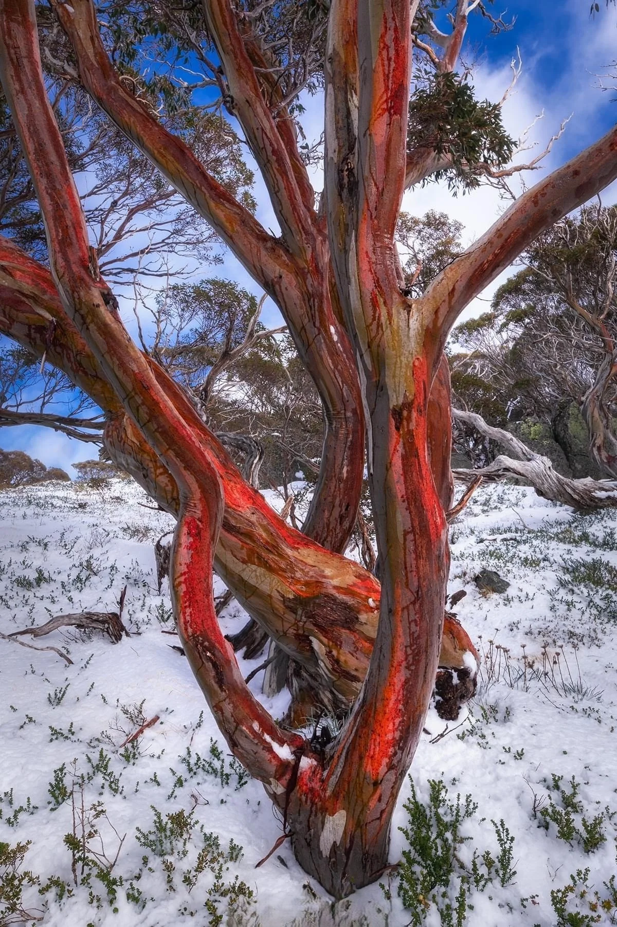 RADIANT SNOW GUM