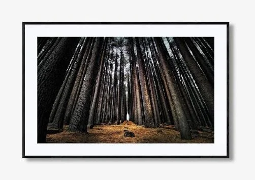 MORE THAN TREES
