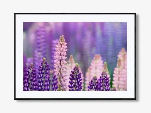 LOST IN LUPINS