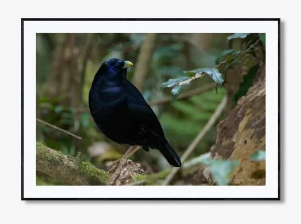 CAUGHT! - SATIN BOWER BIRD
