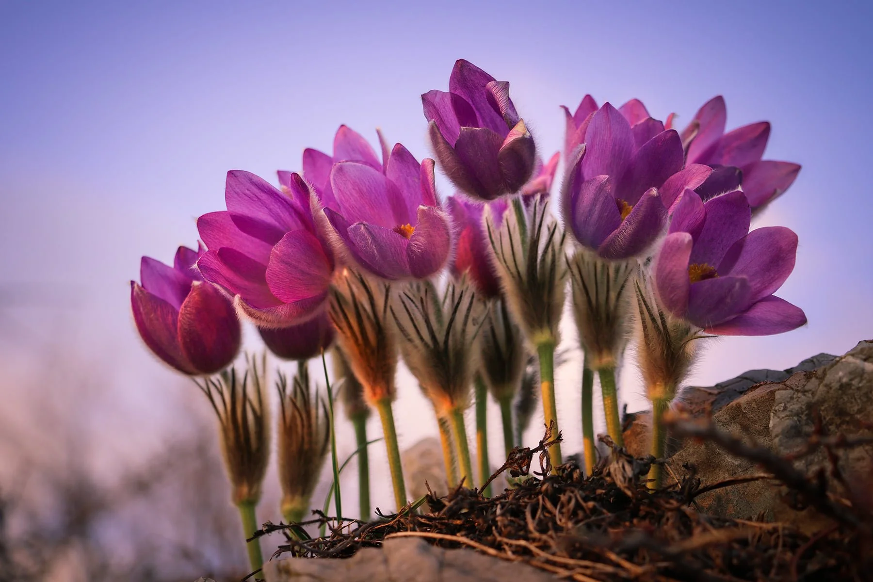 SIGN OF SPRING