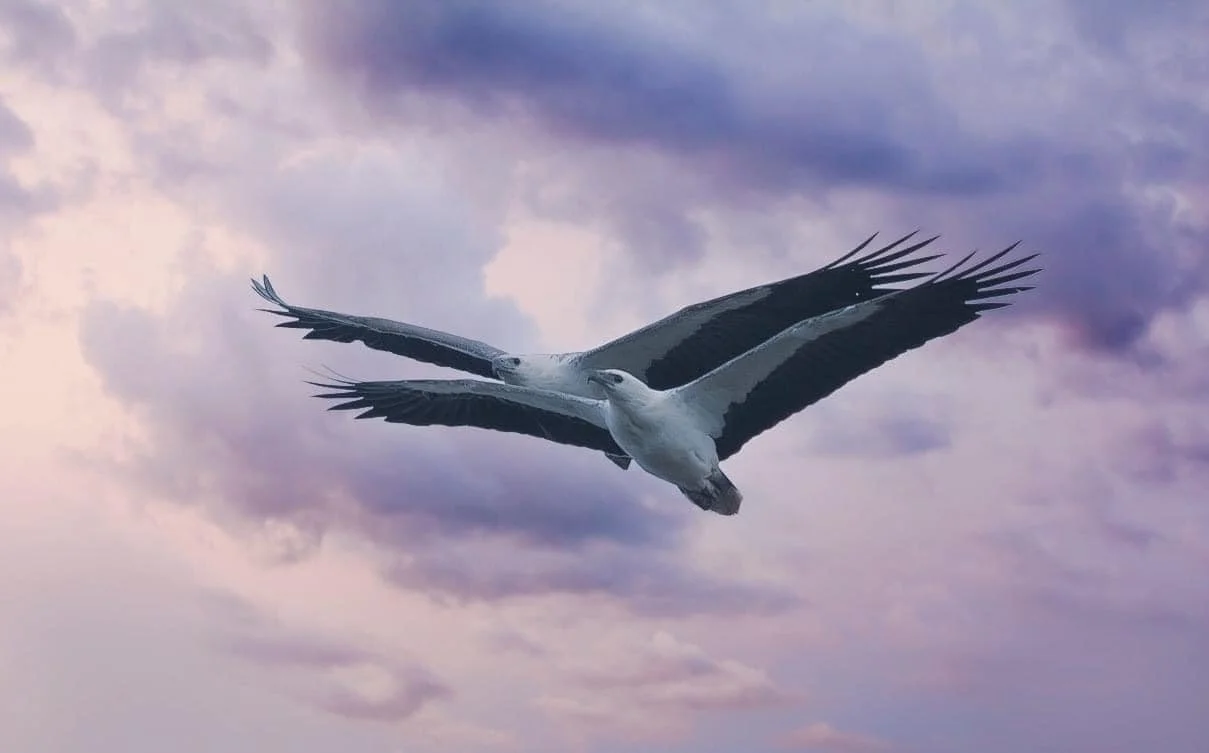 WINGS OF FREEDOM