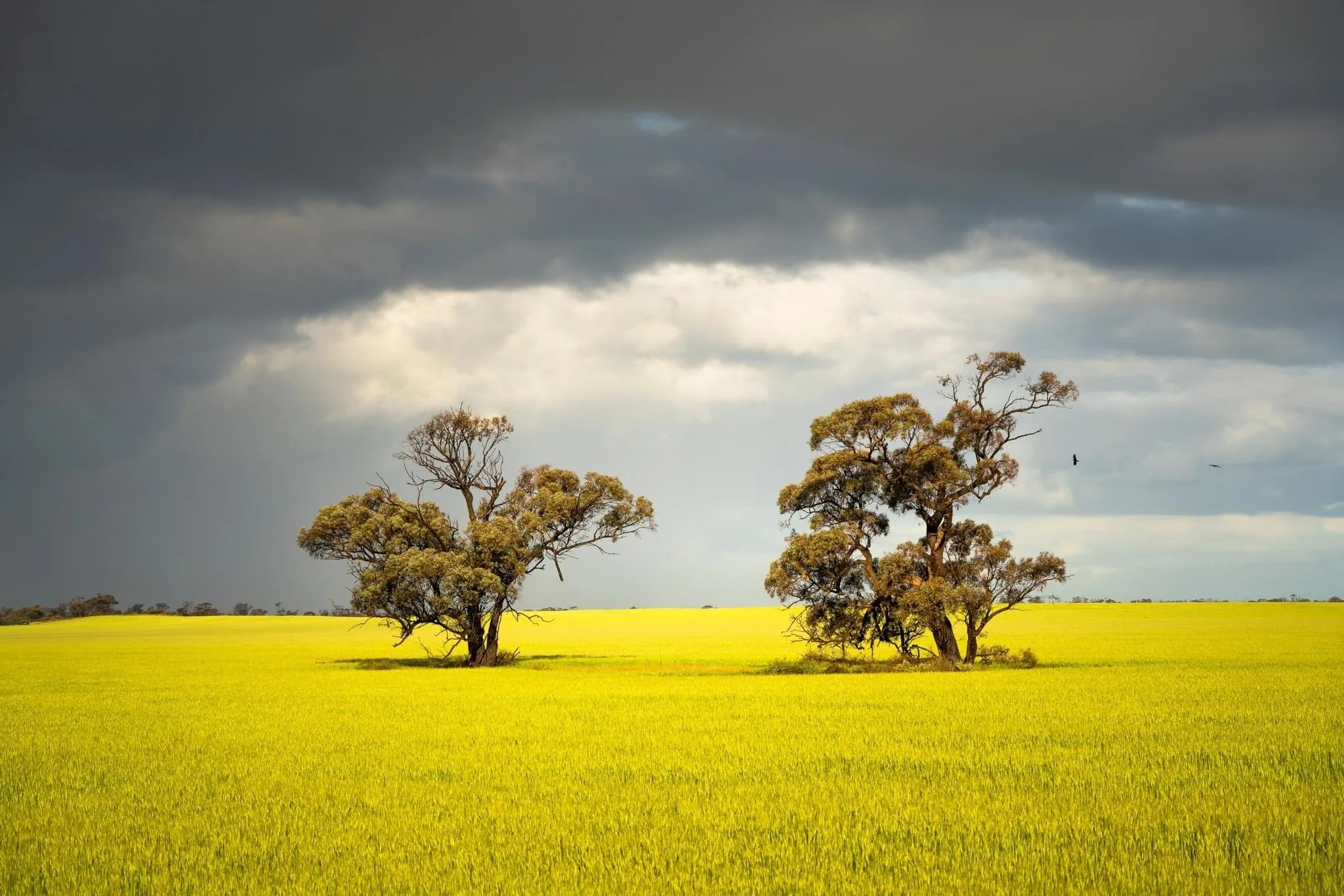 GOLDEN CANOLA