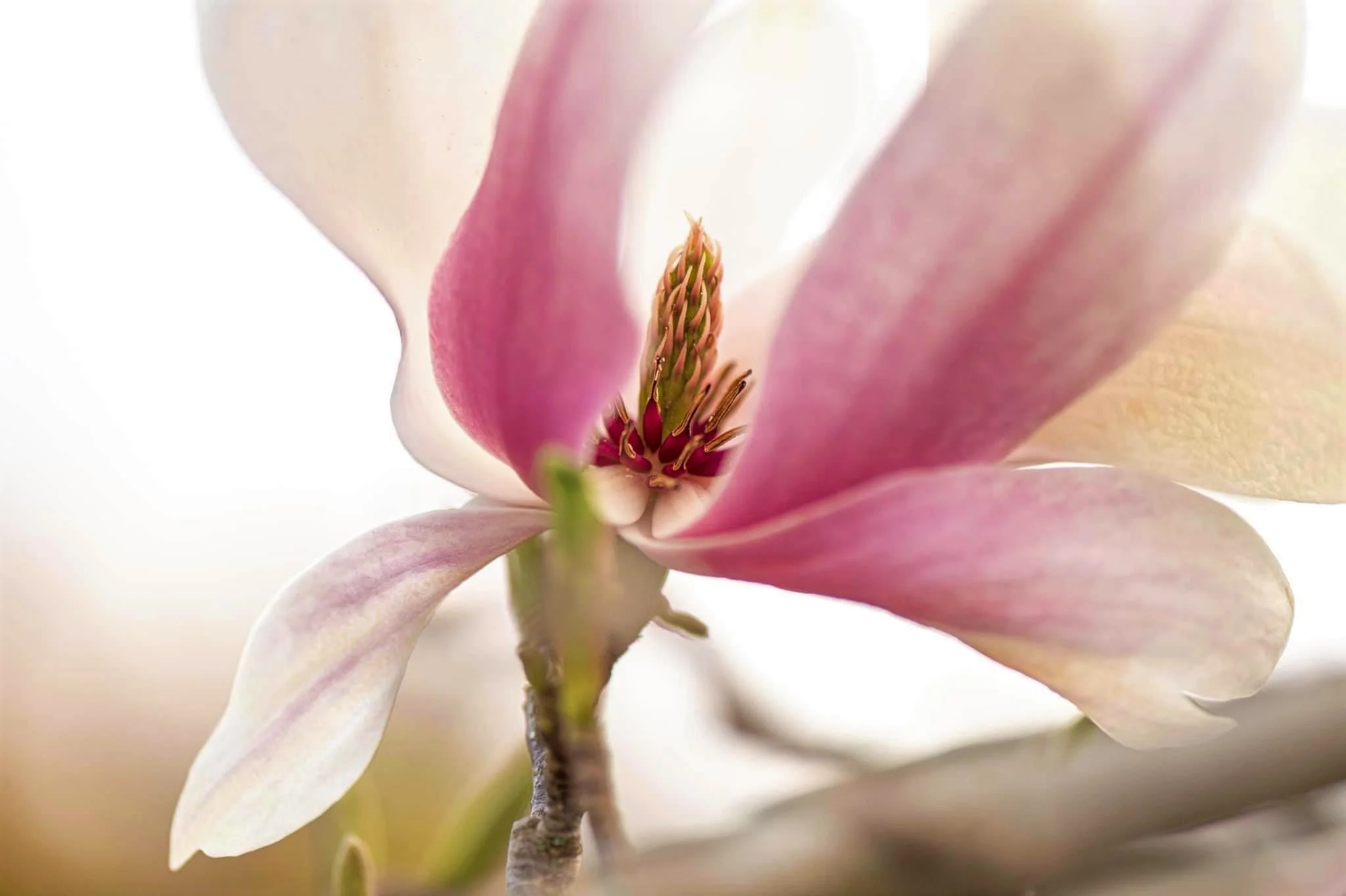 MAGNOLIA MAGIC